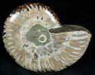 Wide Polished Ammonite Dish #7021-1